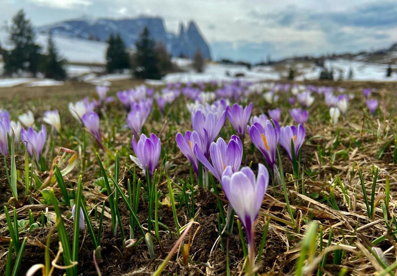 Cesa Vedla - Quite And Cozy Alpine Escape オルティゼーイ エクステリア 写真